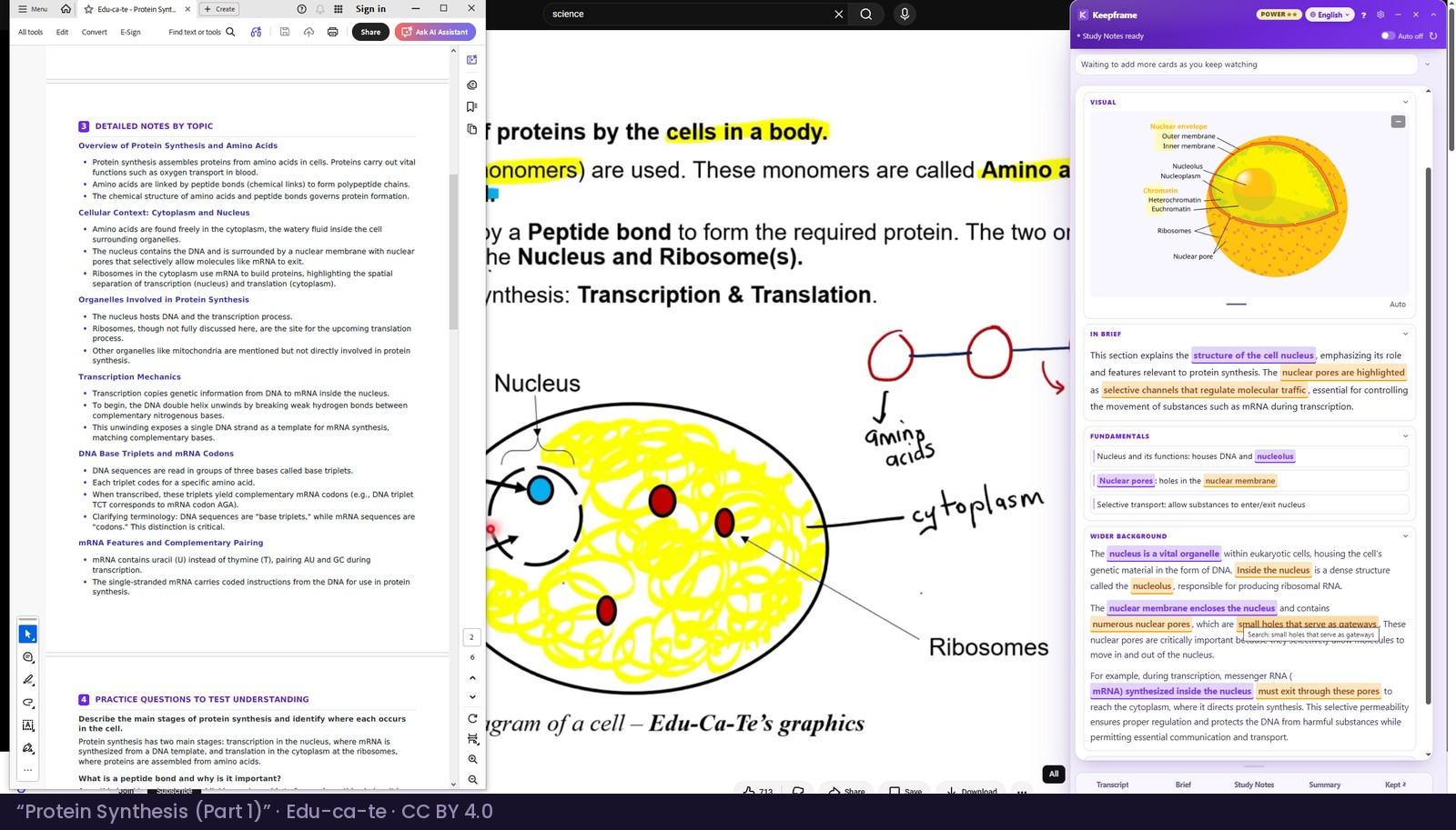 A biology lesson with the Keepframe panel open, the Study Notes it produced, and the same notes already exported as a document open beside it